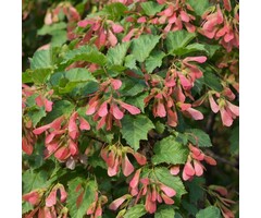 Chinese esdoorn - Acer tataricum ginnala meerstammig