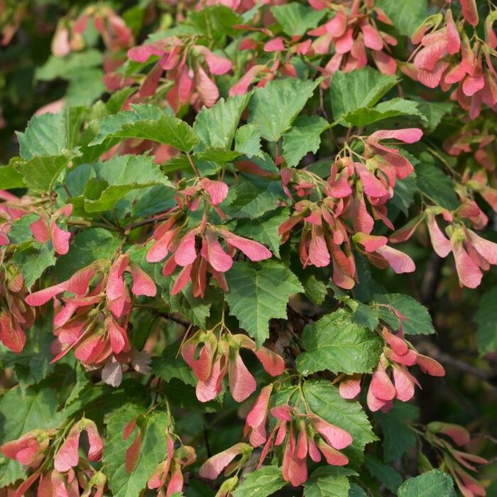 Chinese esdoorn - Acer tataricum ginnala meerstammig