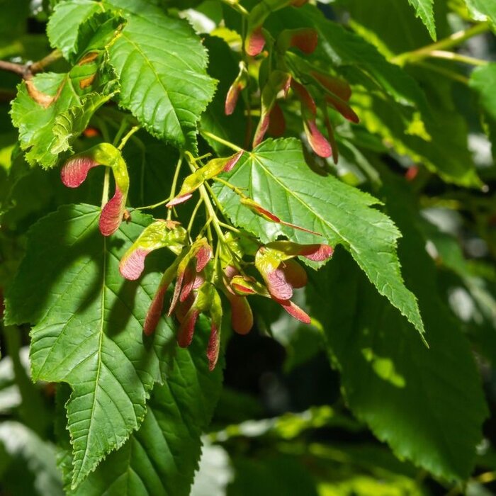 Chinese esdoorn - Acer tataricum ginnala meerstammig