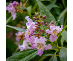 Woestijnwilg - Chitalpa tashkentensis Summer Bells meerstammig