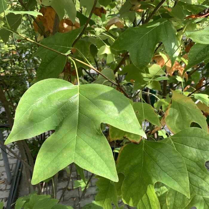 Amerikaanse tulpenboom - Liriodendron tulipifera -meerstammig
