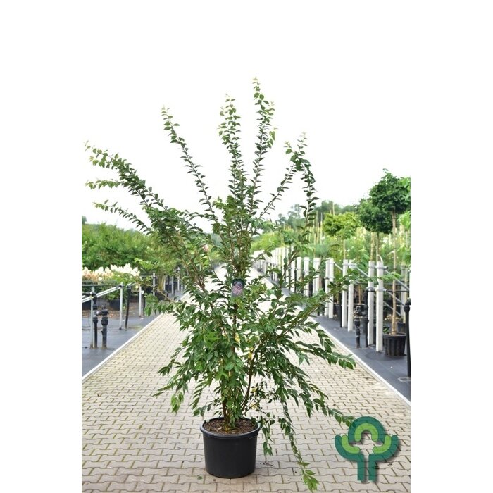 Japanse sierkers - Prunus subhirtella 'Autumnalis' meerstammig