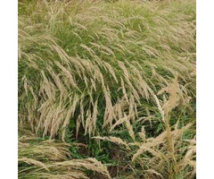 Bont struisriet - Calamagrostis acutiflora 'Overdam'
