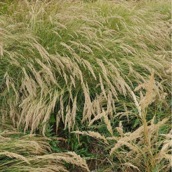 Calamagrostis acutiflora Overdam - Bont struisriet