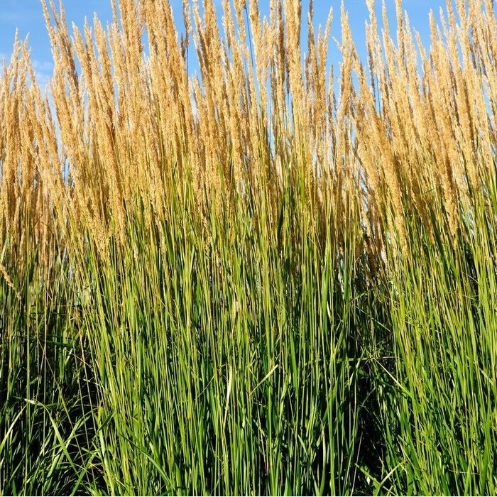Pijpestrootje - Molinia arundinacea Karl Foerster