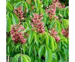 Rode kastanje - Aesculus pavia discolor