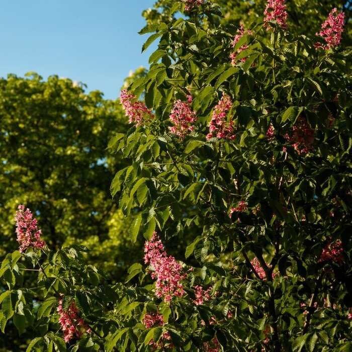 Rode kastanje - Aesculus pavia discolor