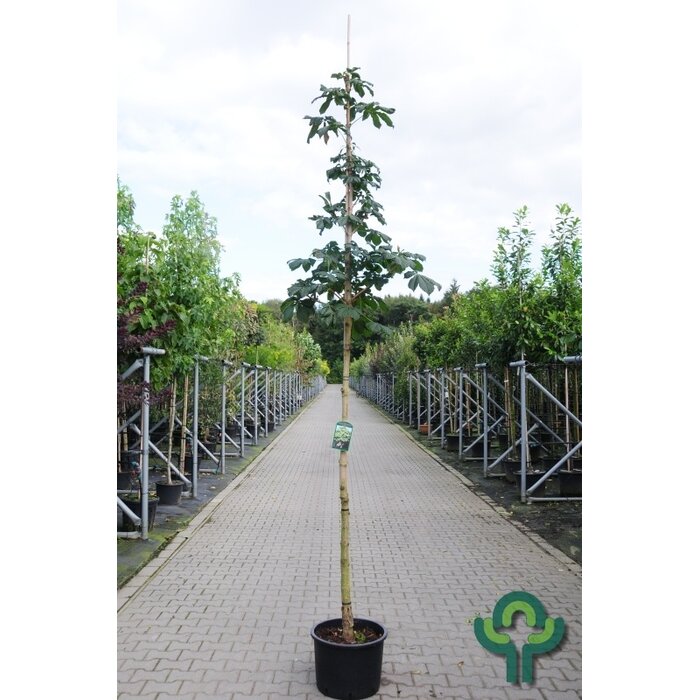 Rode kastanje - Aesculus pavia discolor