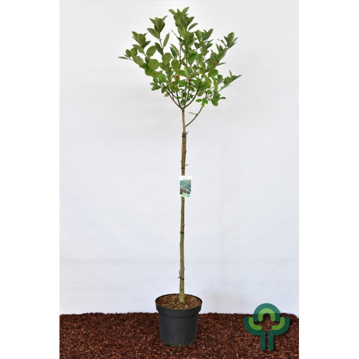 Zwarte appelbes op stam - Aronia melanocarpa 'Hugin'