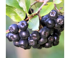 Zwarte appelbes op stam - Aronia melanocarpa 'Hugin'
