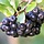 Zwarte appelbes op stam - Aronia melanocarpa 'Hugin'
