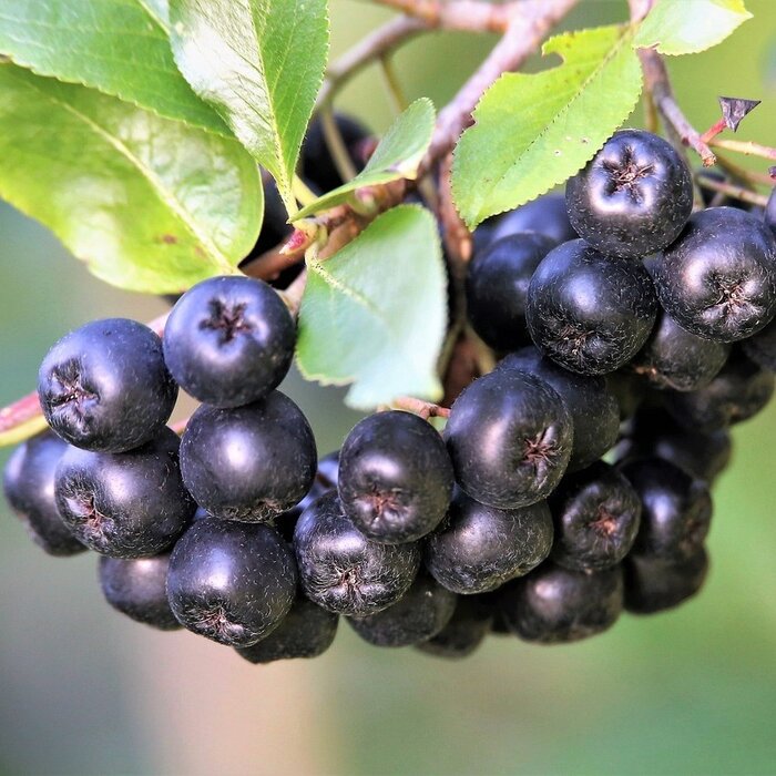 Zwarte appelbes op stam - Aronia melanocarpa 'Hugin'