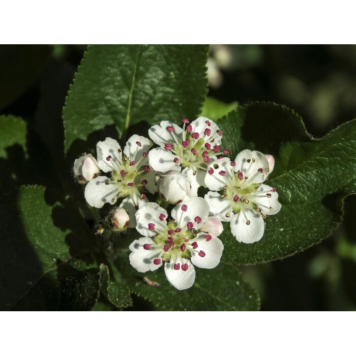 Zwart appelbes (Aronia prunifolia 'Viking')