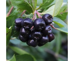 Zwart appelbes - Aronia prunifolia 'Viking'