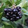 Zwart appelbes (Aronia prunifolia 'Viking')
