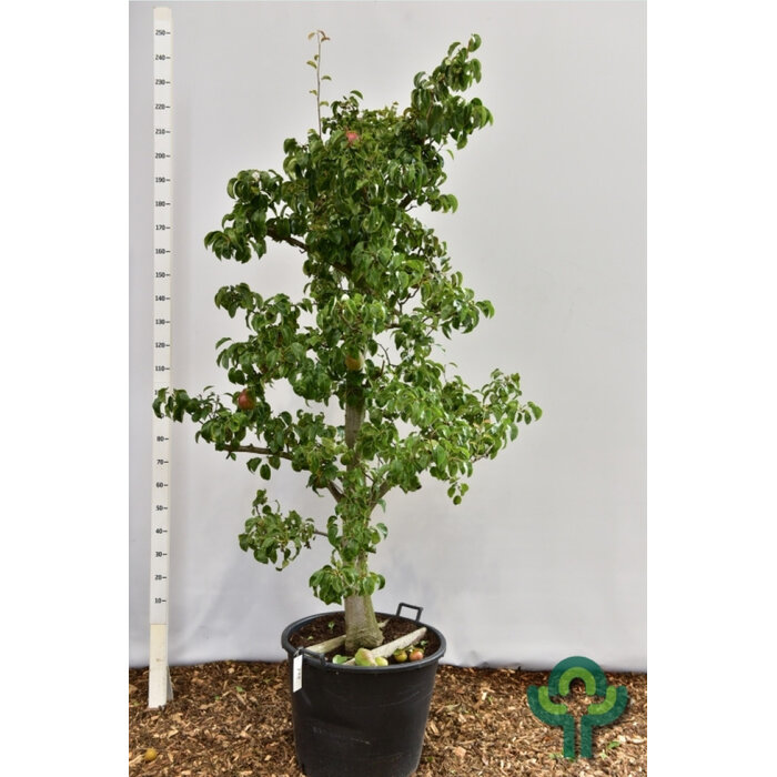 Oude Perenboom - Pyrus communis 'Doyenne du Comice' karakterstruik
