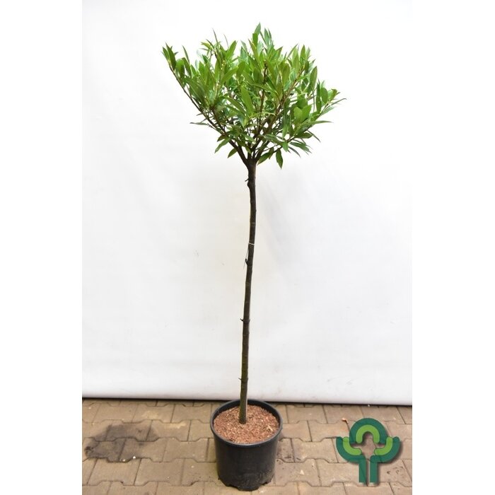 Laurier boom op stam - Prunus laurocerasus 'Otto Luyken'