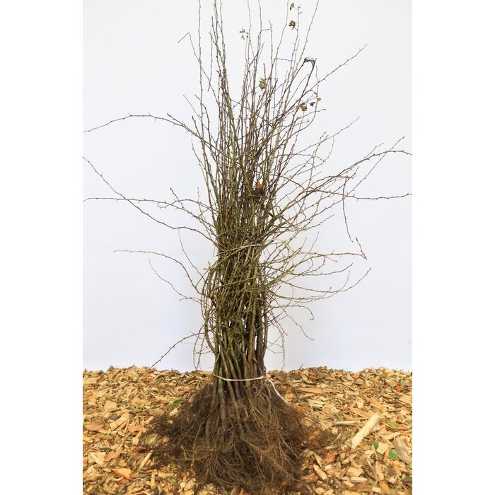 Tweestijlige meidoorn - Crataegus laevigata (Kale wortel)