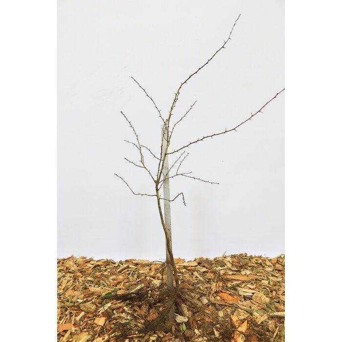 Tweestijlige meidoorn - Crataegus laevigata (Kale wortel)