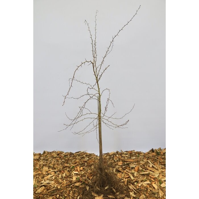 Tweestijlige meidoorn - Crataegus laevigata (Kale wortel)