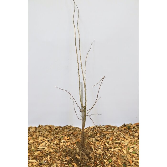 Tweestijlige meidoorn - Crataegus laevigata (Kale wortel)