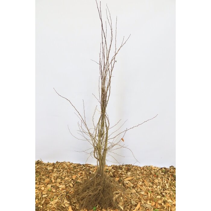 Tweestijlige meidoorn - Crataegus laevigata (Kale wortel)