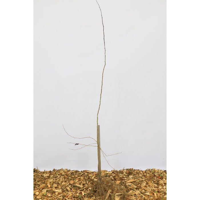 Tweestijlige meidoorn - Crataegus laevigata (Kale wortel)