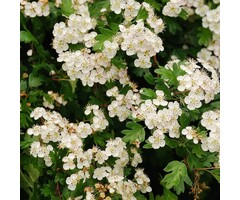 Tweestijlige meidoorn - Crataegus laevigata (Kale wortel)