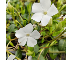 Maagdenpalm - Vinca minor 'Alba'