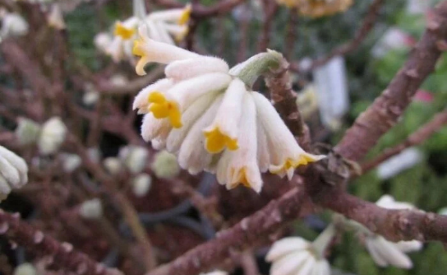 Edgeworthia (Papierstruik)