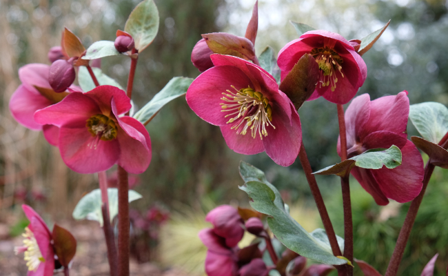 Helleborus (Kerstroos)