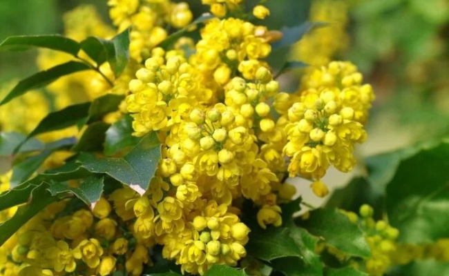 Mahoniestruik (Mahonia)