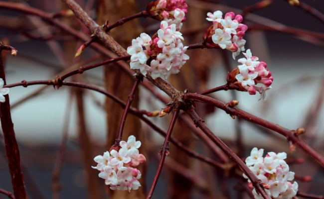 Viburnum (Sneeuwbal)