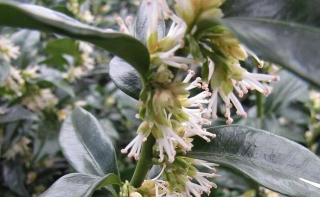Sarcococca (Vleesbes)