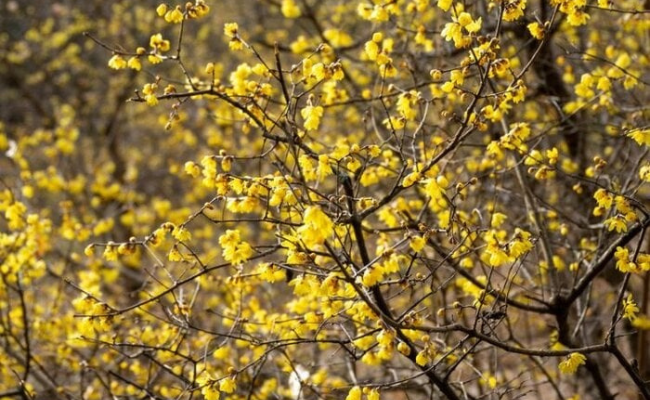 Chimonanthus (Winterzoet)