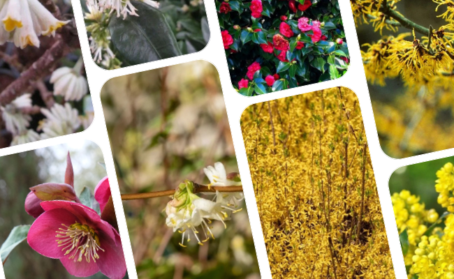 10x Eerste bloeiers van het jaar