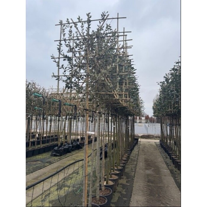 Lei steeneik - Quercus ilex leiboom