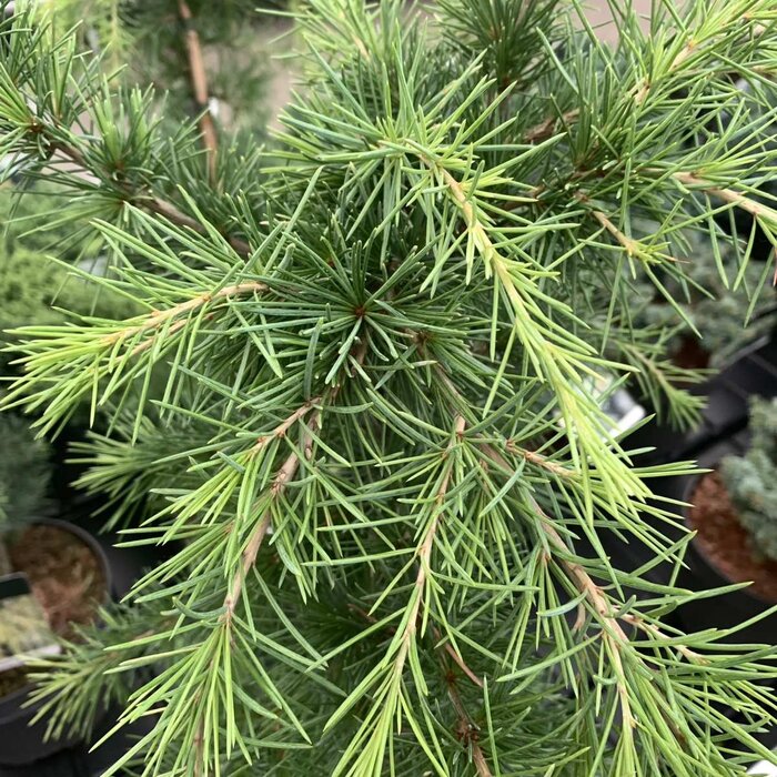 Ceder - Cedrus deodara