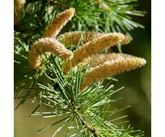 Ceder - Cedrus deodara