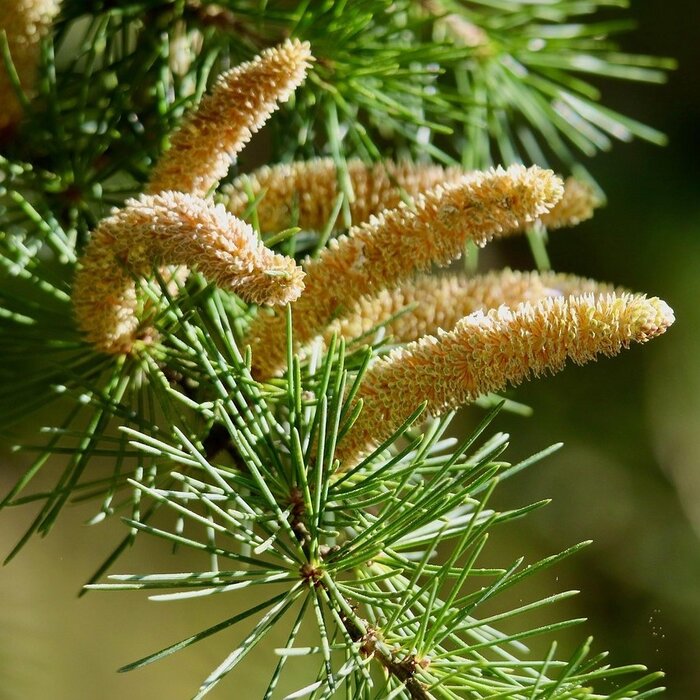 Ceder - Cedrus deodara