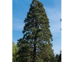 Mammoetboom - Sequoiadendron giganteum
