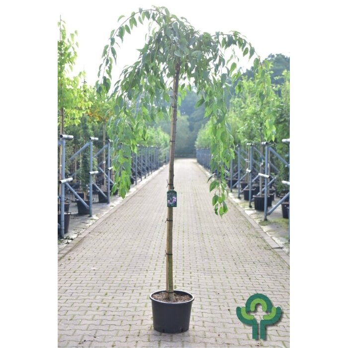 Treur-sierkers op stam - Prunus 'Kiku-shidare-zakura'