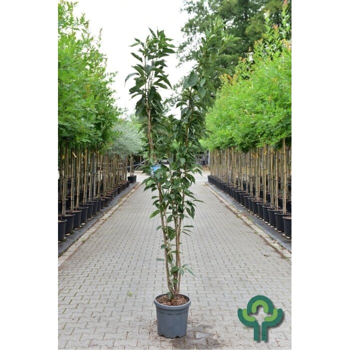 Smalle Japanse sierkers - Prunus serrulata 'Amanogawa'