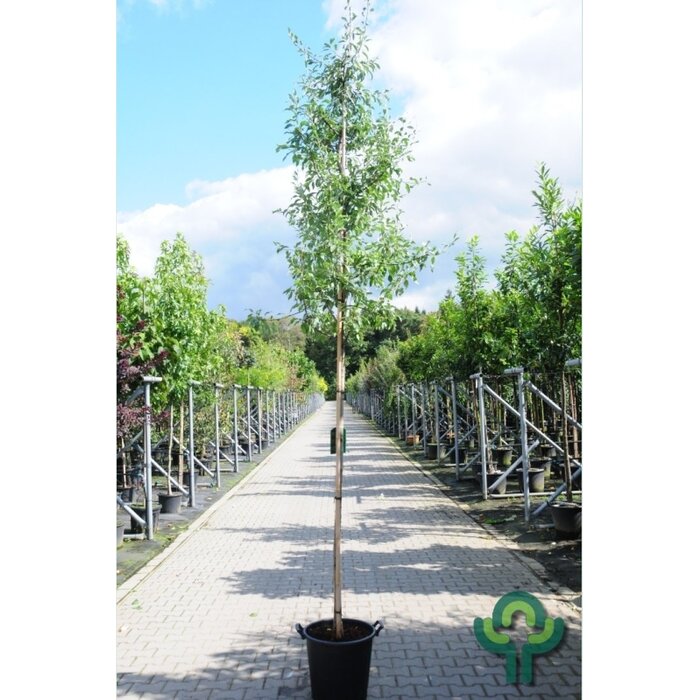 Sierpeer - Pyrus elaeagnifolia 'Silver Sail'