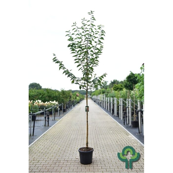 Sierkers - Prunus maackii 'Amber Beauty'