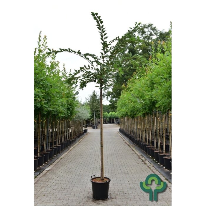 Sierkers - Prunus 'Accolade'