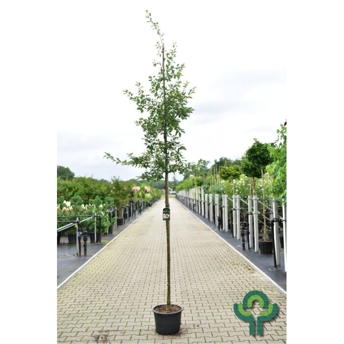 Sierappel - Malus floribunda