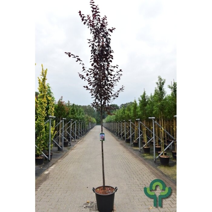 Prunus cerasifera 'Nigra' (Boom) - Sierkers