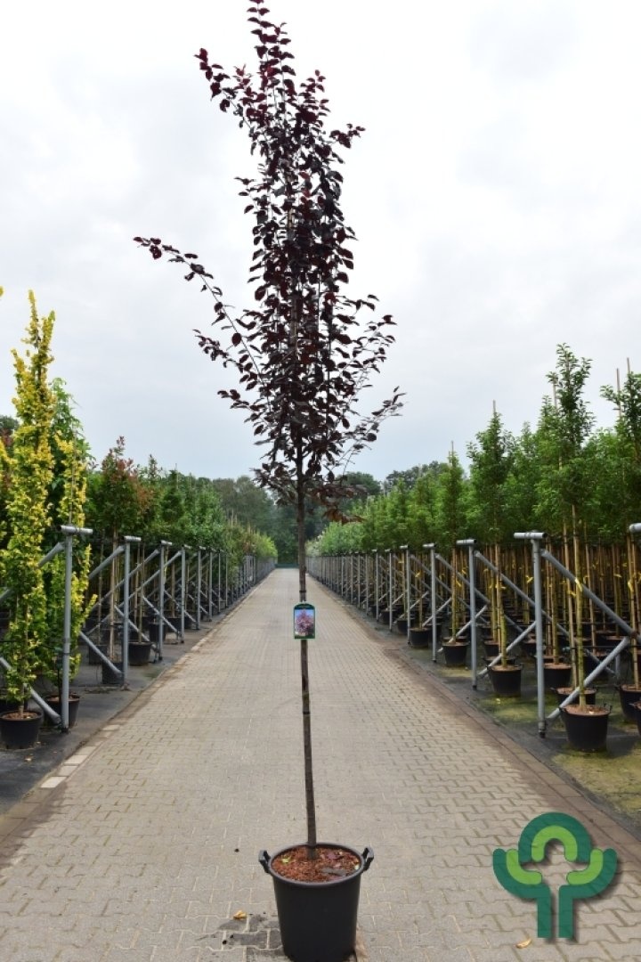 Prunus cerasifera 'Nigra' (Boom) - Sierkers