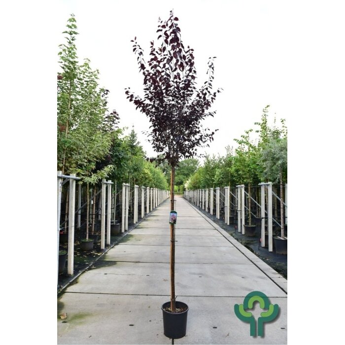 Prunus cerasifera 'Nigra' (Boom) - Sierkers